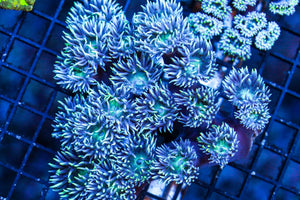 wholesale_coral - saltwater_fish saltwater_coral - rare corals - coralsdepot - Corals_Depot - live_corals - eye - catching - coral quality_marine_fish - quality - marine discoun