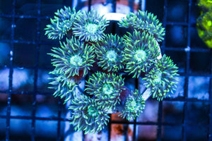 wholesale_coral - saltwater_fish saltwater_coral - rare corals - coralsdepot - Corals_Depot - live_corals - eye - catching - coral quality_marine_fish - quality - marine discoun