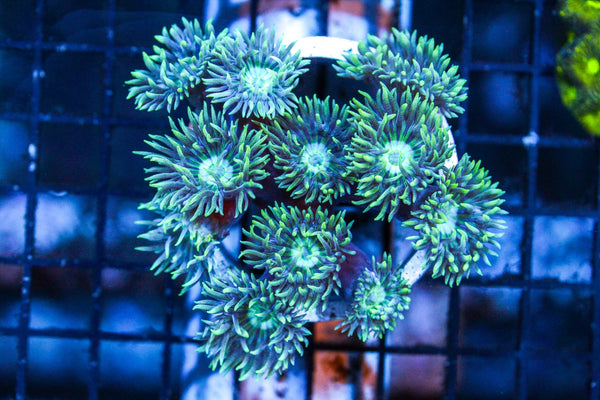 wholesale_coral - saltwater_fish saltwater_coral - rare corals - coralsdepot - Corals_Depot - live_corals - eye - catching - coral quality_marine_fish - quality - marine discoun