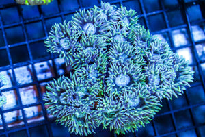 wholesale_coral - saltwater_fish saltwater_coral - rare corals - coralsdepot - Corals_Depot - live_corals - eye - catching - coral quality_marine_fish - quality - marine discoun
