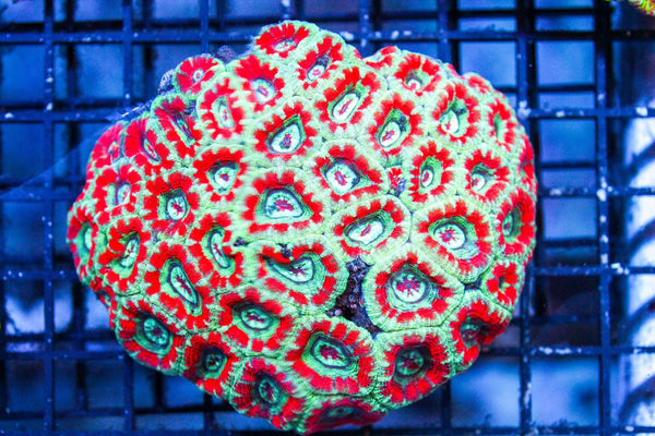 wholesale_coral - saltwater_fish saltwater_coral - rare corals - coralsdepot - Corals_Depot - live_corals - eye - catching - coral quality_marine_fish - quality - marine discoun