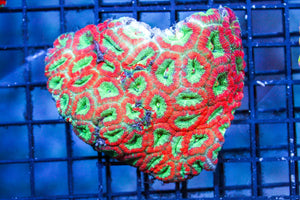 wholesale_coral - saltwater_fish saltwater_coral - rare corals - coralsdepot - Corals_Depot - live_corals - eye - catching - coral quality_marine_fish - quality - marine discoun