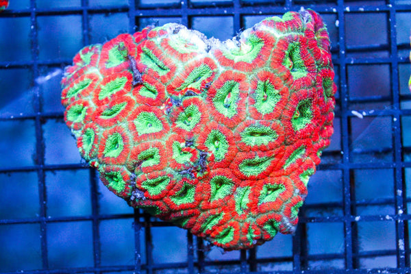 wholesale_coral - saltwater_fish saltwater_coral - rare corals - coralsdepot - Corals_Depot - live_corals - eye - catching - coral quality_marine_fish - quality - marine discoun