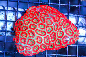 wholesale_coral - saltwater_fish saltwater_coral - rare corals - coralsdepot - Corals_Depot - live_corals - eye - catching - coral quality_marine_fish - quality - marine discoun