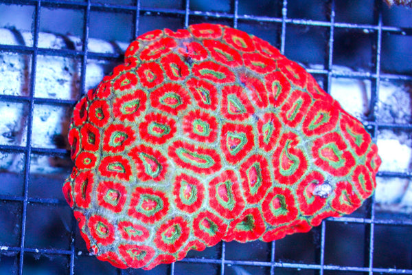 wholesale_coral - saltwater_fish saltwater_coral - rare corals - coralsdepot - Corals_Depot - live_corals - eye - catching - coral quality_marine_fish - quality - marine discoun