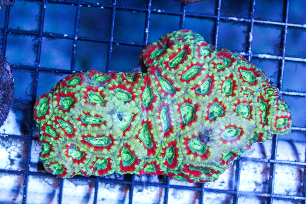 wholesale_coral - saltwater_fish saltwater_coral - rare corals - coralsdepot - Corals_Depot - live_corals - eye - catching - coral quality_marine_fish - quality - marine discoun