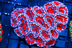 wholesale_coral - saltwater_fish saltwater_coral - rare corals - coralsdepot - Corals_Depot - live_corals - eye - catching - coral quality_marine_fish - quality - marine discoun