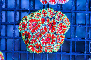 wholesale_coral - saltwater_fish saltwater_coral - rare corals - coralsdepot - Corals_Depot - live_corals - eye - catching - coral quality_marine_fish - quality - marine discoun