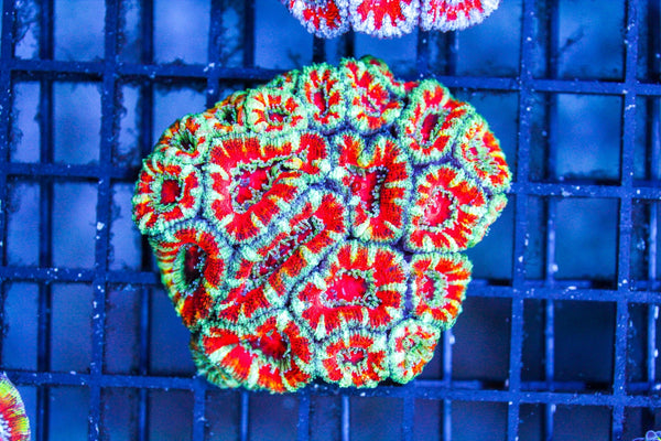 wholesale_coral - saltwater_fish saltwater_coral - rare corals - coralsdepot - Corals_Depot - live_corals - eye - catching - coral quality_marine_fish - quality - marine discoun