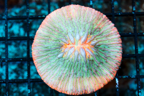 wholesale_coral - saltwater_fish saltwater_coral - rare corals - coralsdepot - Corals_Depot - live_corals - eye - catching - coral quality_marine_fish - quality - marine discoun