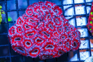 wholesale_coral - saltwater_fish saltwater_coral - rare corals - coralsdepot - Corals_Depot - live_corals - eye - catching - coral quality_marine_fish - quality - marine discoun