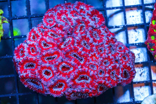 wholesale_coral - saltwater_fish saltwater_coral - rare corals - coralsdepot - Corals_Depot - live_corals - eye - catching - coral quality_marine_fish - quality - marine discoun