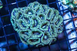 wholesale_coral - saltwater_fish saltwater_coral - rare corals - coralsdepot - Corals_Depot - live_corals - eye - catching - coral quality_marine_fish - quality - marine discoun