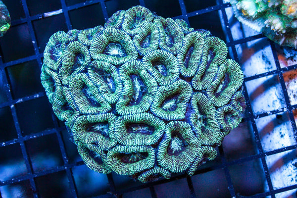 wholesale_coral - saltwater_fish saltwater_coral - rare corals - coralsdepot - Corals_Depot - live_corals - eye - catching - coral quality_marine_fish - quality - marine discoun