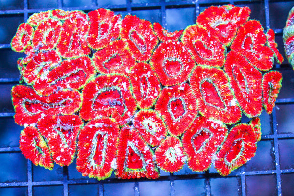 wholesale_coral - saltwater_fish saltwater_coral - rare corals - coralsdepot - Corals_Depot - live_corals - eye - catching - coral quality_marine_fish - quality - marine discoun