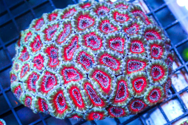 wholesale_coral - saltwater_fish saltwater_coral - rare corals - coralsdepot - Corals_Depot - live_corals - eye - catching - coral quality_marine_fish - quality - marine discoun