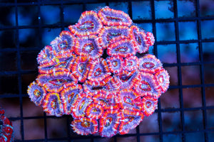 wholesale_coral - saltwater_fish saltwater_coral - rare corals - coralsdepot - Corals_Depot - live_corals - eye - catching - coral quality_marine_fish - quality - marine discoun