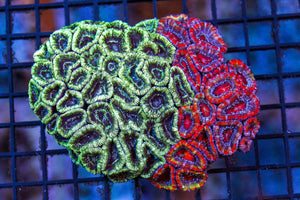 wholesale_coral - saltwater_fish saltwater_coral - rare corals - coralsdepot - Corals_Depot - live_corals - eye - catching - coral quality_marine_fish - quality - marine discoun