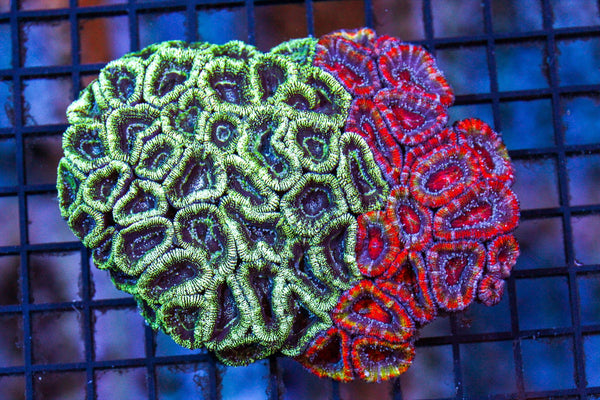 wholesale_coral - saltwater_fish saltwater_coral - rare corals - coralsdepot - Corals_Depot - live_corals - eye - catching - coral quality_marine_fish - quality - marine discoun