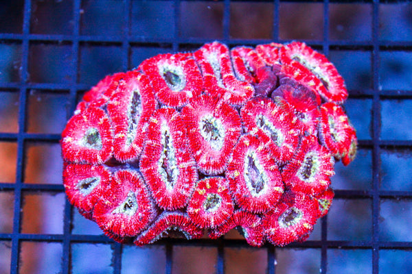 wholesale_coral - saltwater_fish saltwater_coral - rare corals - coralsdepot - Corals_Depot - live_corals - eye - catching - coral quality_marine_fish - quality - marine discoun
