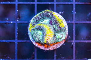 wholesale_coral - saltwater_fish saltwater_coral - rare corals - coralsdepot - Corals_Depot - live_corals - eye - catching - coral quality_marine_fish - quality - marine discoun