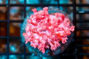 wholesale_coral - saltwater_fish saltwater_coral - rare corals - coralsdepot - Corals_Depot - live_corals - eye - catching - coral quality_marine_fish - quality - marine discoun