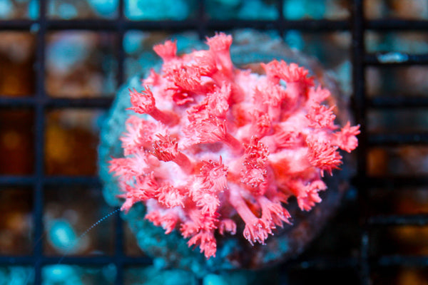 wholesale_coral - saltwater_fish saltwater_coral - rare corals - coralsdepot - Corals_Depot - live_corals - eye - catching - coral quality_marine_fish - quality - marine discoun
