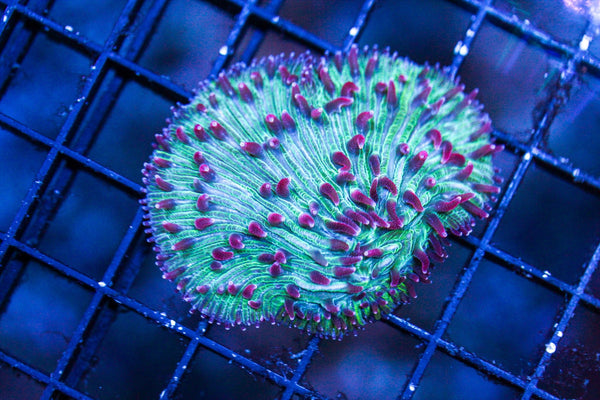 wholesale_coral - saltwater_fish saltwater_coral - rare corals - coralsdepot - Corals_Depot - live_corals - eye - catching - coral quality_marine_fish - quality - marine discoun
