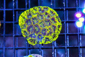 wholesale_coral - saltwater_fish saltwater_coral - rare corals - coralsdepot - Corals_Depot - live_corals - eye - catching - coral quality_marine_fish - quality - marine discoun