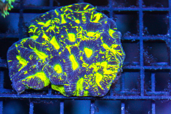wholesale_coral - saltwater_fish saltwater_coral - rare corals - coralsdepot - Corals_Depot - live_corals - eye - catching - coral quality_marine_fish - quality - marine discoun