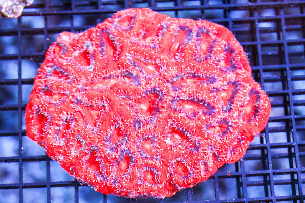 wholesale_coral - saltwater_fish saltwater_coral - rare corals - coralsdepot - Corals_Depot - live_corals - eye - catching - coral quality_marine_fish - quality - marine discoun