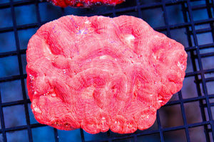 wholesale_coral - saltwater_fish saltwater_coral - rare corals - coralsdepot - Corals_Depot - live_corals - eye - catching - coral quality_marine_fish - quality - marine discoun
