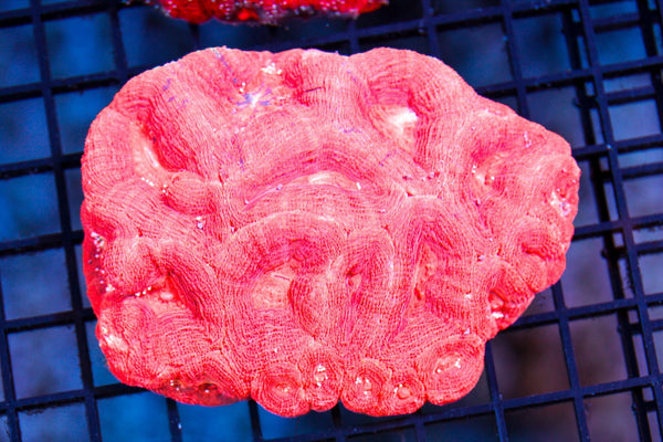 wholesale_coral - saltwater_fish saltwater_coral - rare corals - coralsdepot - Corals_Depot - live_corals - eye - catching - coral quality_marine_fish - quality - marine discoun