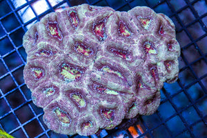 wholesale_coral - saltwater_fish saltwater_coral - rare corals - coralsdepot - Corals_Depot - live_corals - eye - catching - coral quality_marine_fish - quality - marine discoun