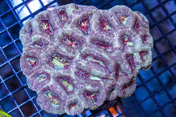 wholesale_coral - saltwater_fish saltwater_coral - rare corals - coralsdepot - Corals_Depot - live_corals - eye - catching - coral quality_marine_fish - quality - marine discoun
