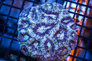wholesale_coral - saltwater_fish saltwater_coral - rare corals - coralsdepot - Corals_Depot - live_corals - eye - catching - coral quality_marine_fish - quality - marine discoun