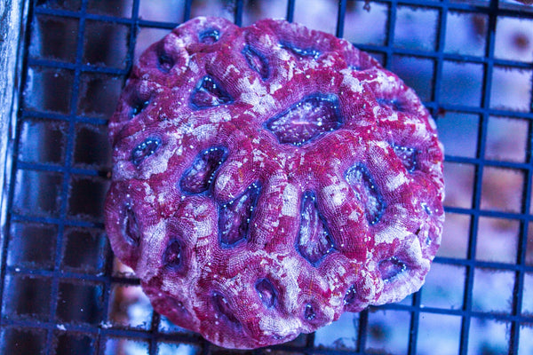 wholesale_coral - saltwater_fish saltwater_coral - rare corals - coralsdepot - Corals_Depot - live_corals - eye - catching - coral quality_marine_fish - quality - marine discoun
