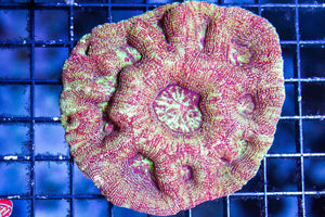 wholesale_coral - saltwater_fish saltwater_coral - rare corals - coralsdepot - Corals_Depot - live_corals - eye - catching - coral quality_marine_fish - quality - marine discoun