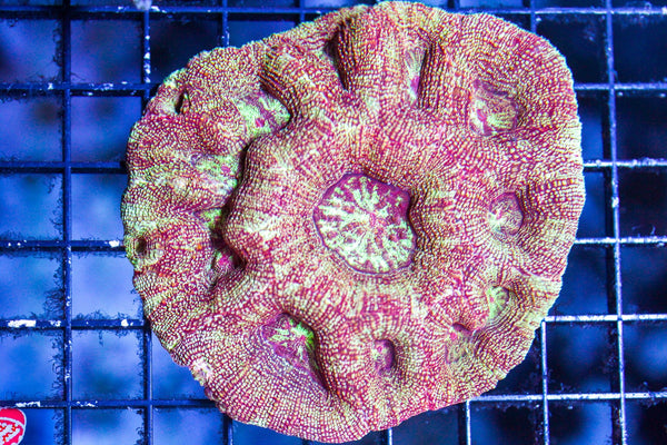 wholesale_coral - saltwater_fish saltwater_coral - rare corals - coralsdepot - Corals_Depot - live_corals - eye - catching - coral quality_marine_fish - quality - marine discoun