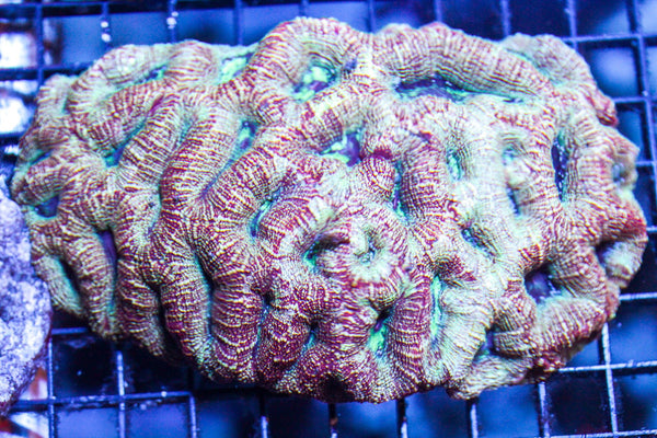 wholesale_coral - saltwater_fish saltwater_coral - rare corals - coralsdepot - Corals_Depot - live_corals - eye - catching - coral quality_marine_fish - quality - marine discoun