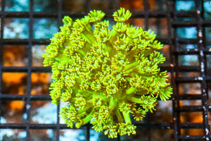 wholesale_coral - saltwater_fish saltwater_coral - rare corals - coralsdepot - Corals_Depot - live_corals - eye - catching - coral quality_marine_fish - quality - marine discoun