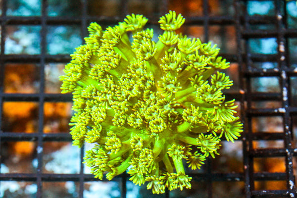 wholesale_coral - saltwater_fish saltwater_coral - rare corals - coralsdepot - Corals_Depot - live_corals - eye - catching - coral quality_marine_fish - quality - marine discoun