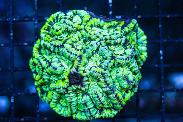 wholesale_coral - saltwater_fish saltwater_coral - rare corals - coralsdepot - Corals_Depot - live_corals - eye - catching - coral quality_marine_fish - quality - marine discoun