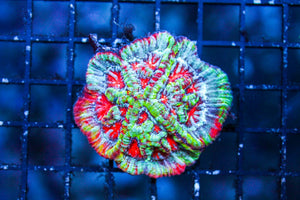 wholesale_coral - saltwater_fish saltwater_coral - rare corals - coralsdepot - Corals_Depot - live_corals - eye - catching - coral quality_marine_fish - quality - marine discoun