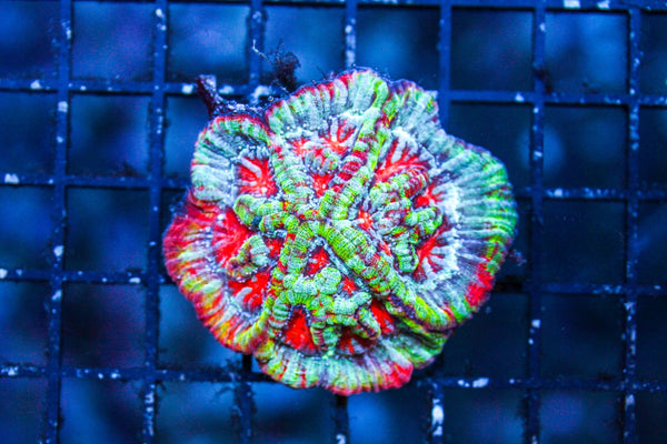 wholesale_coral - saltwater_fish saltwater_coral - rare corals - coralsdepot - Corals_Depot - live_corals - eye - catching - coral quality_marine_fish - quality - marine discoun
