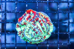 wholesale_coral - saltwater_fish saltwater_coral - rare corals - coralsdepot - Corals_Depot - live_corals - eye - catching - coral quality_marine_fish - quality - marine discoun