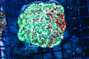 wholesale_coral - saltwater_fish saltwater_coral - rare corals - coralsdepot - Corals_Depot - live_corals - eye - catching - coral quality_marine_fish - quality - marine discoun