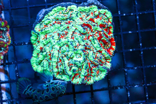 wholesale_coral - saltwater_fish saltwater_coral - rare corals - coralsdepot - Corals_Depot - live_corals - eye - catching - coral quality_marine_fish - quality - marine discoun