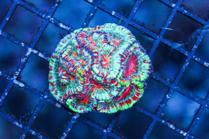 wholesale_coral - saltwater_fish saltwater_coral - rare corals - coralsdepot - Corals_Depot - live_corals - eye - catching - coral quality_marine_fish - quality - marine discoun