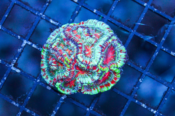 wholesale_coral - saltwater_fish saltwater_coral - rare corals - coralsdepot - Corals_Depot - live_corals - eye - catching - coral quality_marine_fish - quality - marine discoun